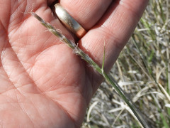 Hilaria rigida