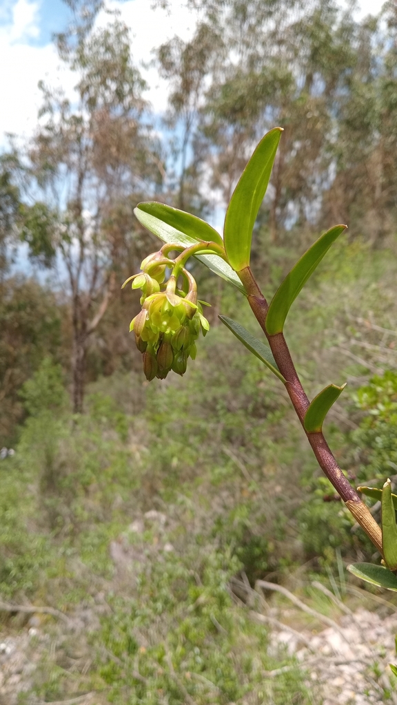 Epidendrum inamoenum