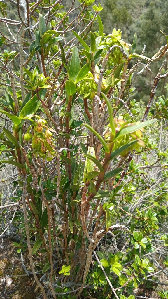 Epidendrum inamoenum Kraenzl. 2