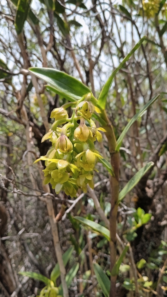 Epidendrum inamoenum Kraenzl. 3