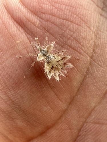 Phyllomorpha lacerata
