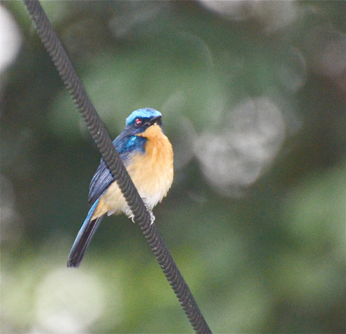 Bornean Blue Flycatcher (Cyornis superbus), photo 3