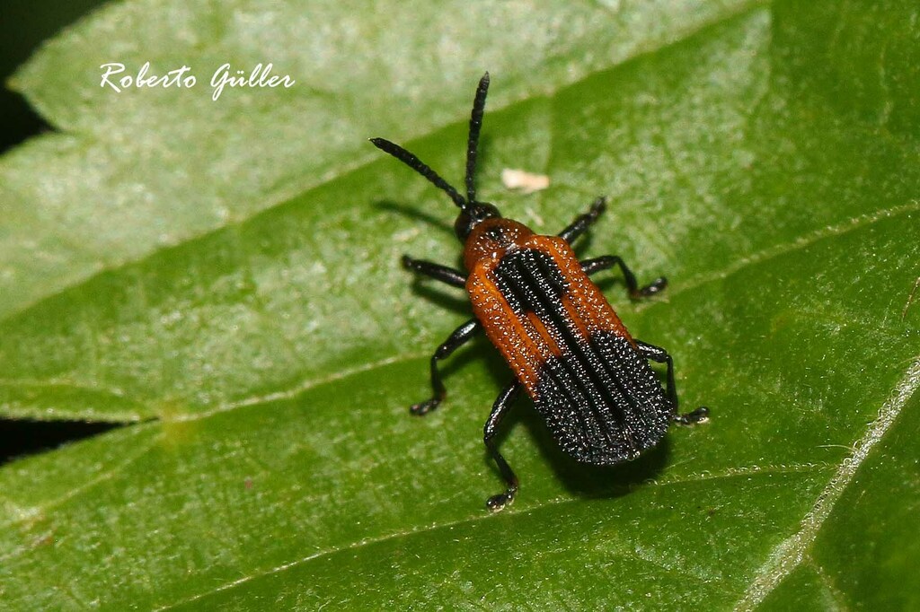 Chalepus putzesyi