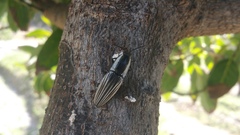 Chalcolepidius approximatus