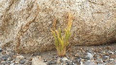 Festuca octoflora hirtella