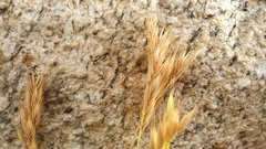 Festuca octoflora hirtella