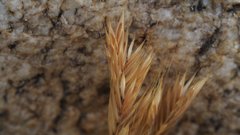 Festuca octoflora hirtella