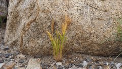 Festuca octoflora hirtella