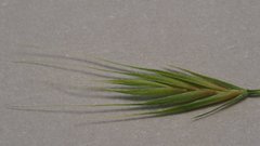 Festuca octoflora hirtella