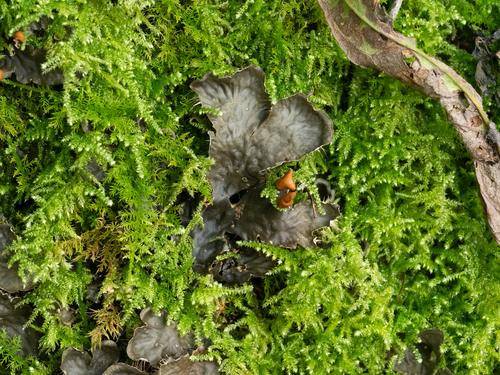 Peltigera