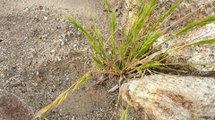 Festuca bromoides