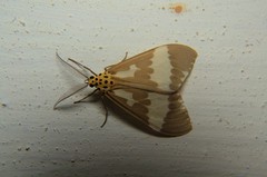 Nyctemera arctata