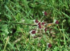 Lomatium hooveri