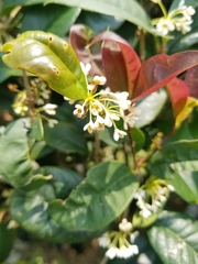 Osmanthus × burkwoodii