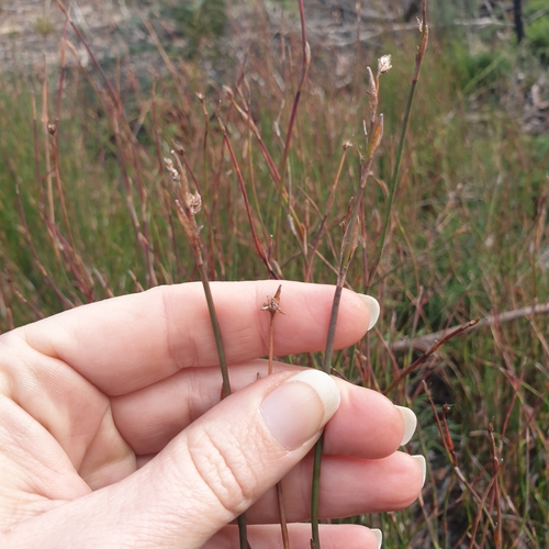 Image of Baloskion australe by (c) Shelomi Doyle, some rights reserved (CC BY)