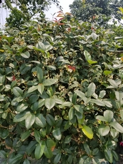 Osmanthus × burkwoodii