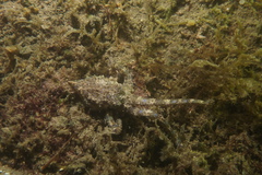 Hapalochlaena maculosa