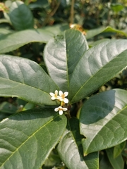 Osmanthus × burkwoodii