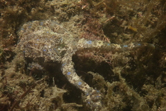 Hapalochlaena maculosa
