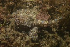 Hapalochlaena maculosa