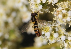 Sphaerophoria sulphuripes