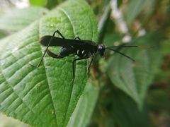 Aganacris nitida