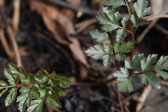 Osmorhiza longistylis