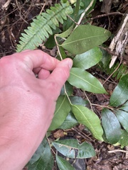 author not stated, no rights reserved Drypetes lateriflora, photograph author not stated, no rights reserved