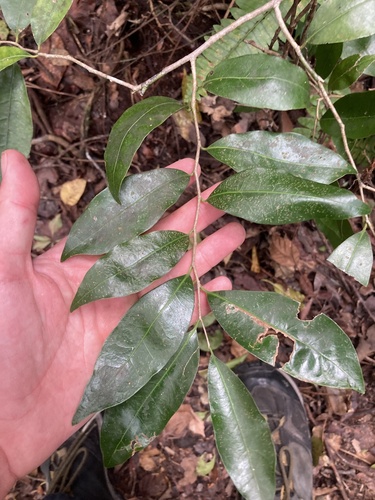 Drypetes lateriflora, photograph 4