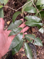 author not stated, no rights reserved Drypetes lateriflora, photograph author not stated, no rights reserved