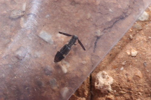 Monophylla californica