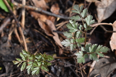 Osmorhiza longistylis