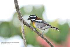 Spindalis zena benedicti