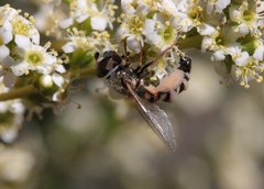Entomophthora syrphi