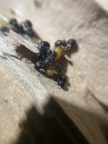 Cephalotes pusillus photo 2