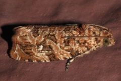 Phaecasiophora niveiguttana
