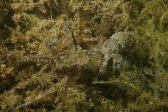 Hapalochlaena maculosa