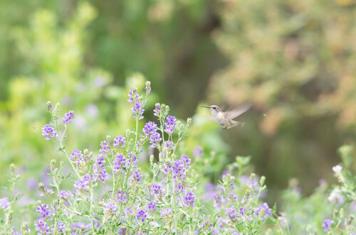 Colibrí de Arica (Eulidia yarrellii)