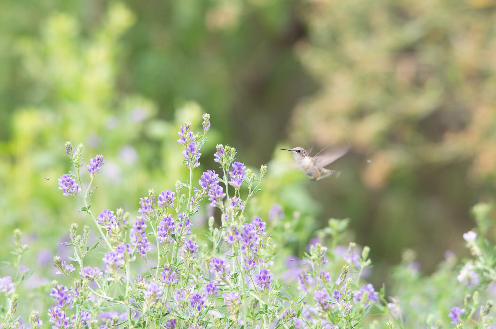 Chilean Woodstar (Eulidia yarrellii), photo 7