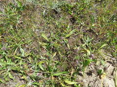 Trifolium macraei