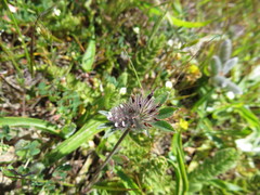 Trifolium macraei