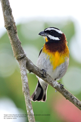 Spindalis zena benedicti