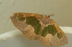 Celenna festivaria