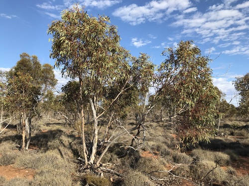 North Balladonia mallee (Eucalyptus planicola)