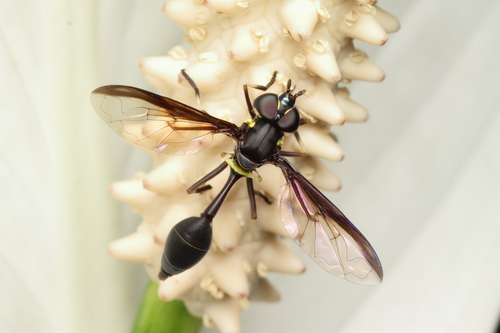 Salpingogaster nigra
