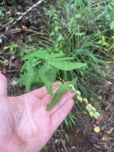 East Indian Island Pea (Christia vespertilionis)