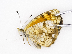 Phyciodes tharos riocolorado