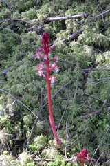 Corallorhiza maculata occidentalis