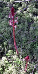 Corallorhiza maculata occidentalis