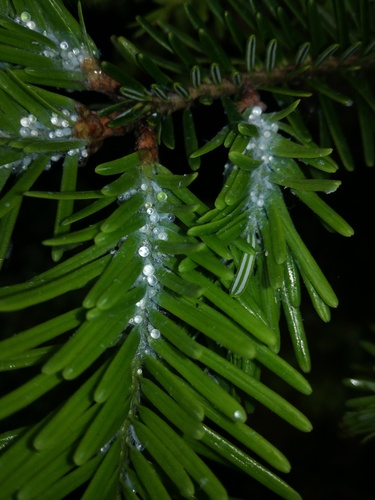 kôrovnicovité (Adelgidae)